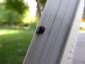 Ladybug