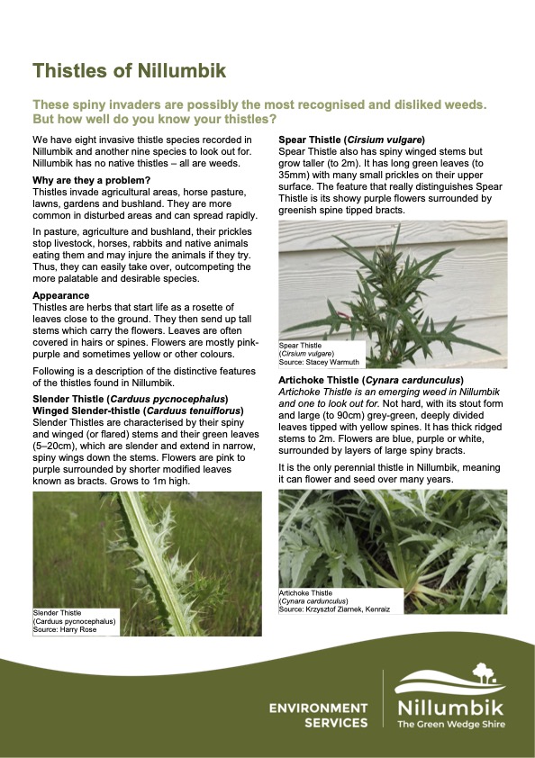 Thistles of Nillumbik Factsheet